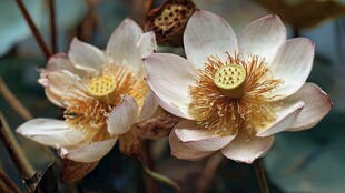两朵绽放的优雅白莲花