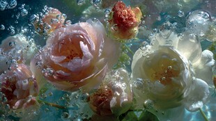 水中绽放的梦幻玫瑰花