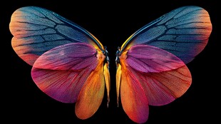梦幻绚丽蝴蝶彩色翅膀