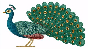 绚丽开屏孔雀插画图案