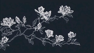 玉兰花枝线描图