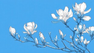 蓝天下的玉兰花枝