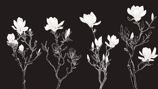 黑白玉兰花枝艺术插画
