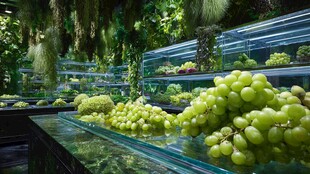 室内绿植葡萄景观展示