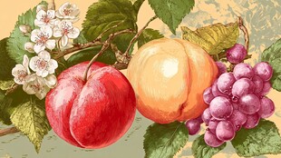 水果静物插画 色彩鲜艳