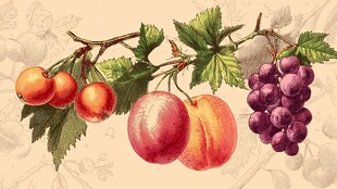 复古风枝头水果插画