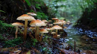 溪边丛生的美丽蘑菇