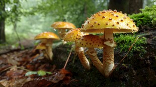 森林中色彩明艳的毒蝇伞