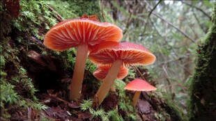 森林中的艳丽红蘑菇