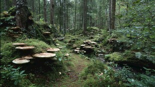 森林中的蘑菇小径