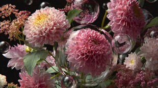 梦幻粉花与透明泡泡景观