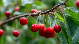 枝头红樱桃 饱满又诱人