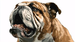 英国斗牛犬特写形象