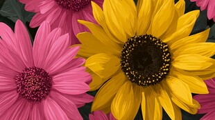 多彩花卉绽放美丽瞬间