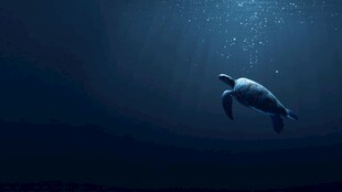 深海中独自遨游的海龟