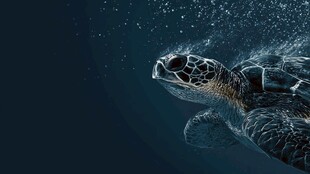 深海中的海龟优雅游动