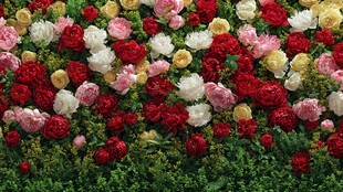 多彩繁花锦簇的美丽花墙