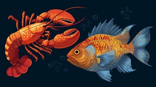 龙虾与彩鱼的海底画面