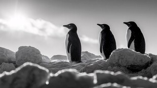 三只企鹅立于冰雪之上