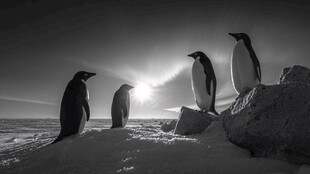 企鹅在雪地岩石上的剪影