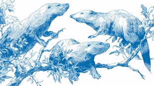 三只松鼠栖息于树枝间