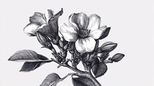 黑白花卉素描图