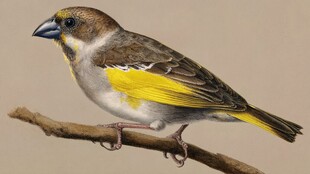 黄羽小鸟栖于枝头