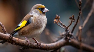 树枝上的金翅雀