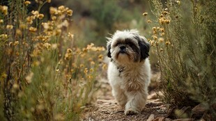 漫步花丛中的可爱小萌犬