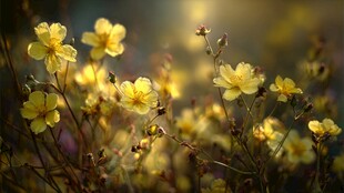 阳光下的烂漫黄色小花