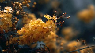 金黄小花绽放的美丽瞬间