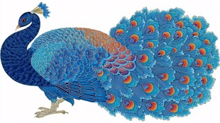 华丽蓝孔雀插画
