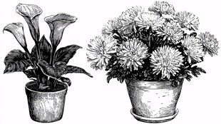 黑白盆栽花卉插画图