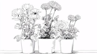三盆花卉的黑白线稿图