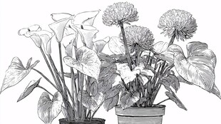黑白手绘盆栽花卉组合