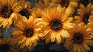 金黄向日葵绽放的美丽