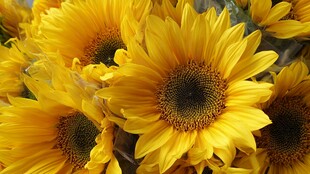 灿烂向日葵绽放的美丽