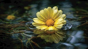 水中黄花朵朵 尽显柔美