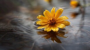 水上黄花映涟漪