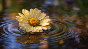 水中雏菊泛起美丽涟漪