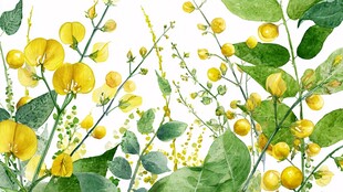 水彩绘黄色花卉绿叶图景