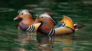 双鸳鸯水中悠游