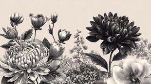 黑白花卉插画艺术作品