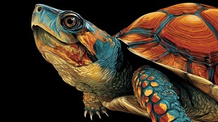 多彩海龟特写