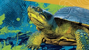 彩色插画中的醒目乌龟