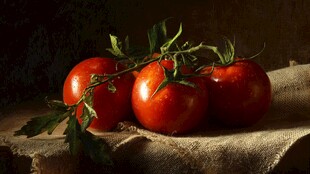 新鲜红番茄带枝叶摆于布上