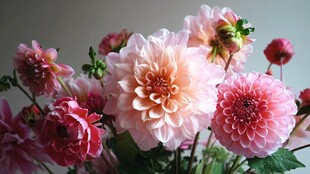 粉色大丽花绽放的美丽