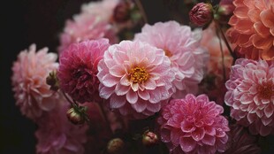 娇艳多彩大丽花绽放之美