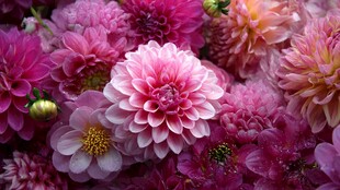 娇艳多彩大丽花绽放