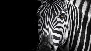 黑白条纹下的斑马特写